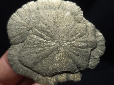 Pyrite Sun, Pyrite Dollar from Sparta, Illinois 2.25''x2'' (39.6 Grams)