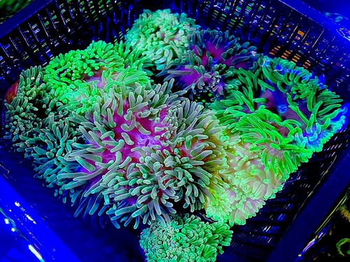 Shades Of Green -Bubble Tip Anemone 3-4” live coral | eBay