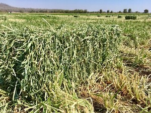 barley beardless hay tyson small bales qld bale irrigated orders mt br located welcome square