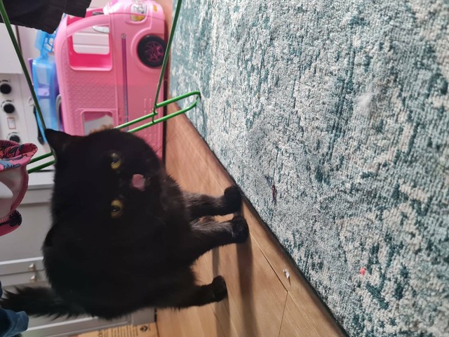 exotic shorthair kittens for sale gumtree