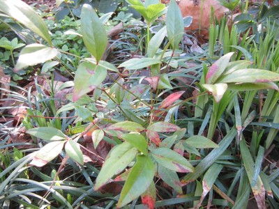 5 Nandina Domestica, Heavenly Bamboo Plants