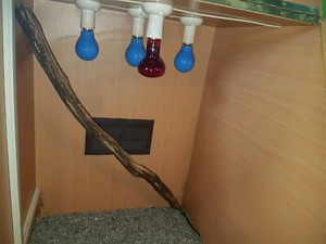 6 foot reptile enclosure in 3 bays | Reptiles & Amphibians | Gumtree