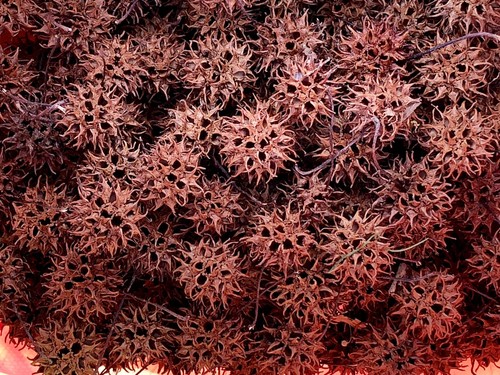 100 Sweet Gum Sweetgum Tree Balls Seed Pods DIY Arts Crafts Hand picked w/ stems