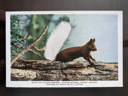 【美品】【希少品】Squirrel Bait Squirrel Bait – Squirrel Bait – Vinyl (12