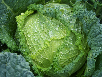 Wirsing - Vorbote 3 - zur Frühjahrs- und Herbstaussaat - Kohl Wirsingkohl Samen