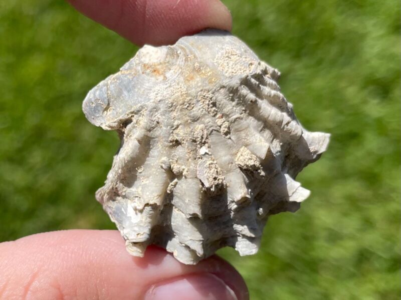 North Carolina Fossil Bivalve Plicatula gibbosa Pleistocene Mammoth Age Shell
