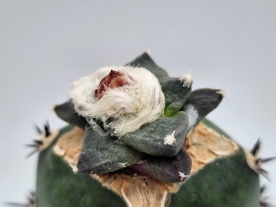 A. lloydii x trigonus - Grafted
