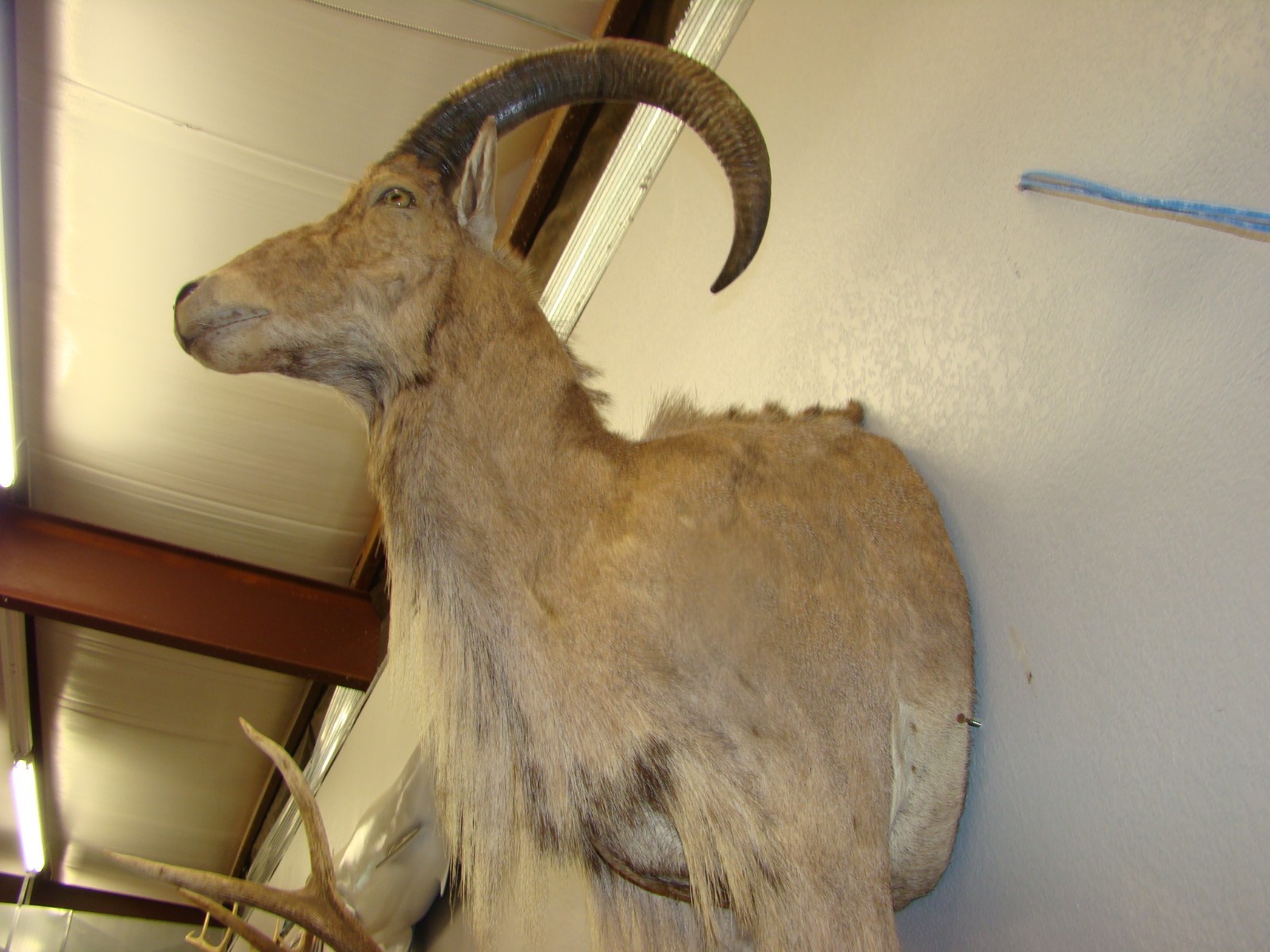 Fully frant Guided Aoudad Hunts in Texas Taxidermy Mount | Sheep Head Mouflon