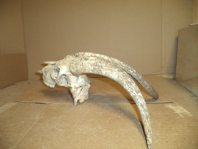 Real  Goat/Ram  Skull/Horns  16