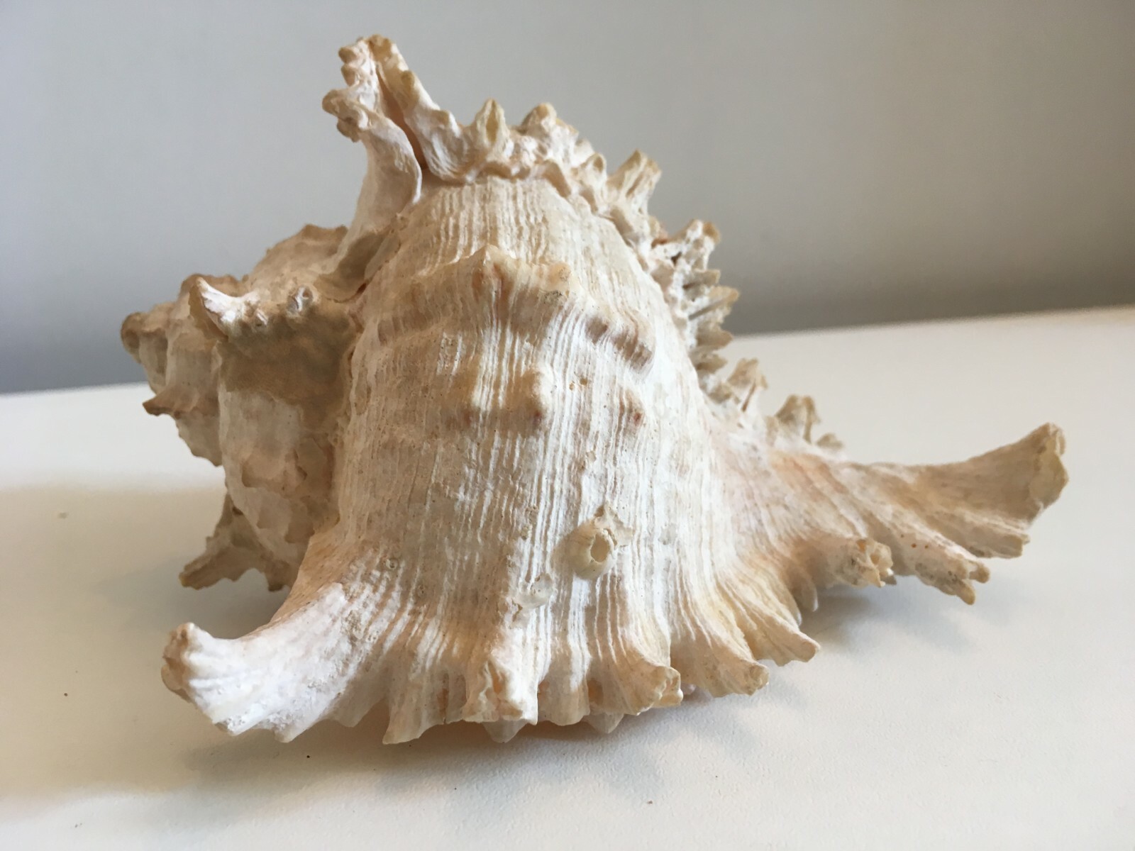 aLORS Coquillage コキヤージュ Blanche aLORS Coquillage コキヤージュ Blanche