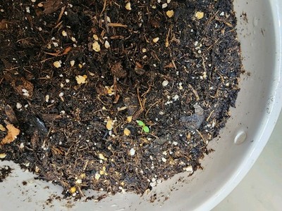 經驗證買家提供的物品圖片
