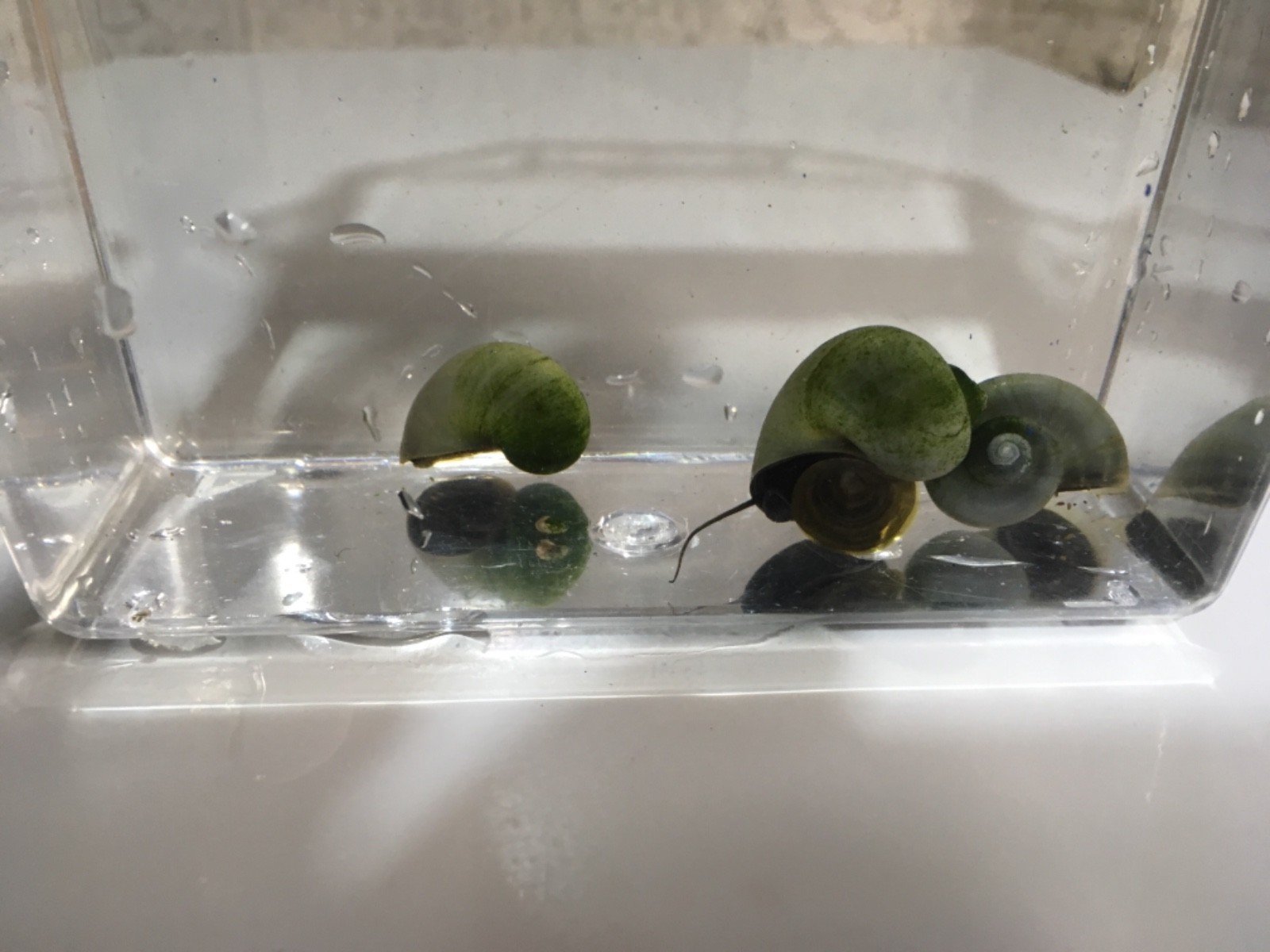 5 Blue Mystery Snails. Algae Eaters