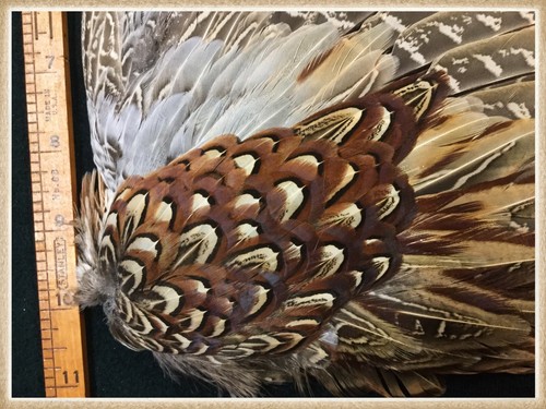 Pheasant Wing From A Ringneck Rooster Pheasant, Pheasant Wing Feathers #108