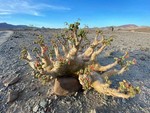 seedsofnamibia