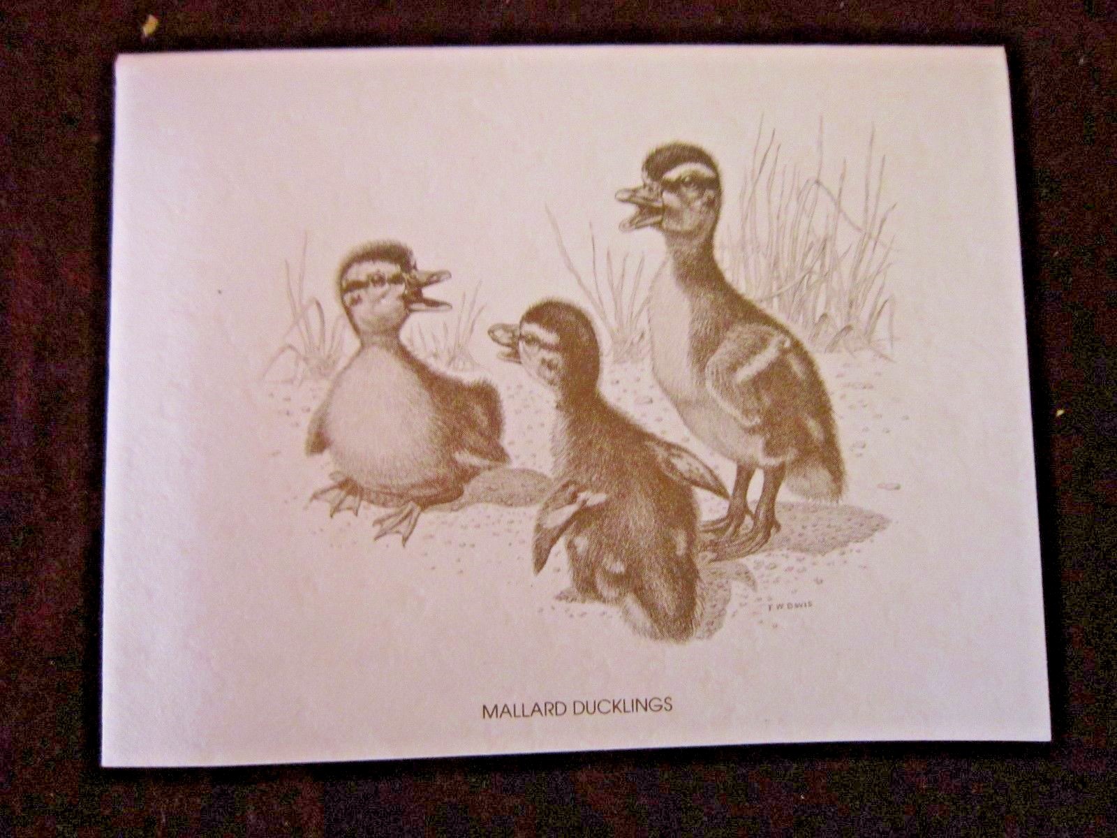 Baby Ducklings Boxed Note Cards with 10 Cards & 10 Envelopes Per Box