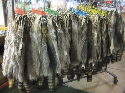 Tanned Raccoon Hides Fur Coats Trapping Furs Hats Bags ID Tag Red  # 1 Grade