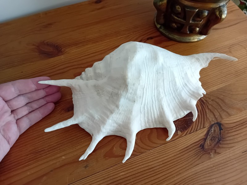 Grand Lambis Truncata , Lambis AraignÃ© 7 Doigts - 30 Cm 