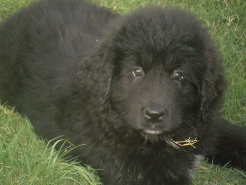 Newfoundland Pups Rare Breed Looks Like A Baby Bear Dogs