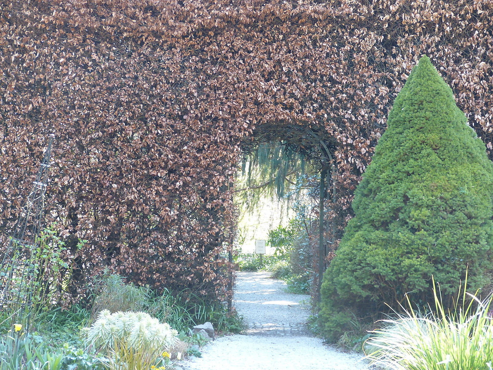 30 Green Beech Hedging Plants 120150 cm,Copper Autumn Colour 45ft