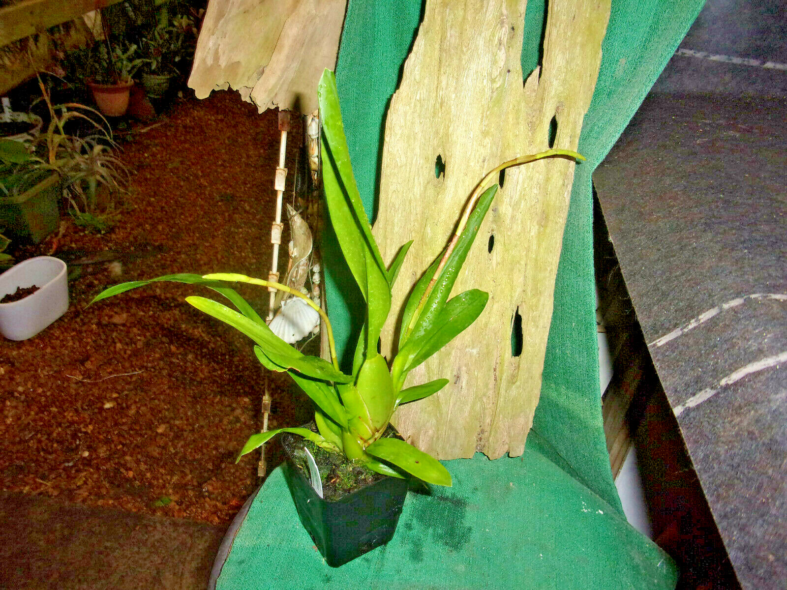 BROMLADY ORCHID WILS   FIRECAT  KING SNAKE  TWO SPIKES    BUY NOW I SHIP NOW