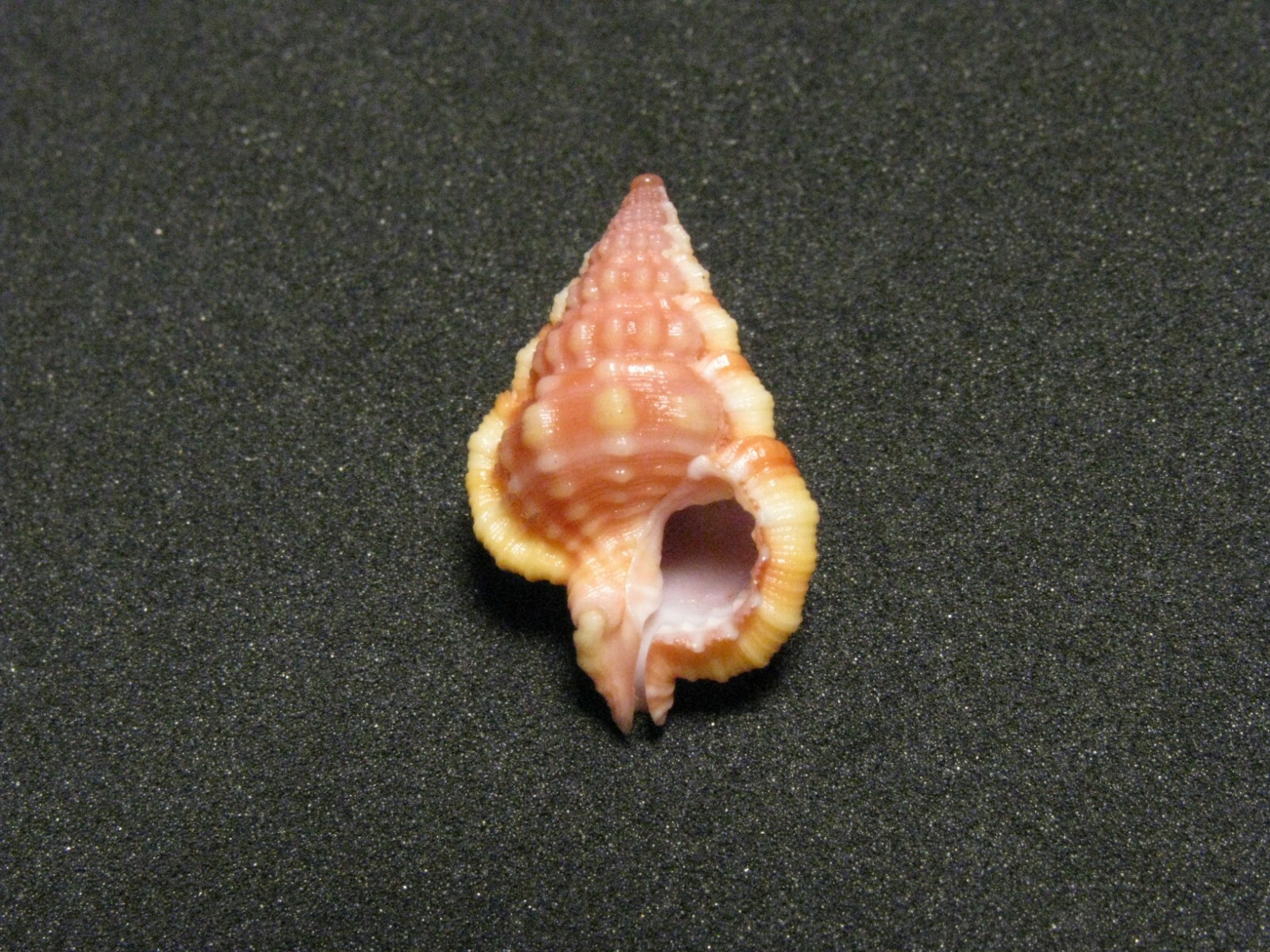 Gyrineum roseum (Reeve, L.A., 1844) 