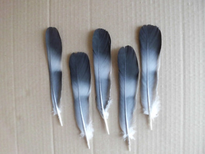 8  Taubenfedern, Naturfedern ,17 cm lang, Basteln , Floristik