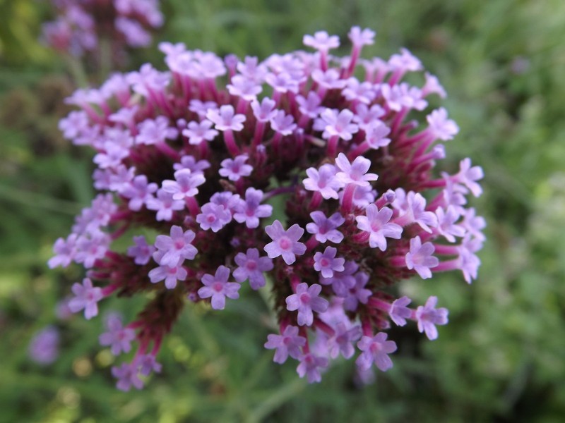 Eisenkraut - Verbena Bonariensis - 20+ Samen - Seeds SchÃN Und Duftig! Z 001