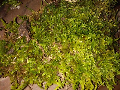 Living Moss - Fresh Sheet Moss Terrariums and Bonsai Fern Moss 1 Quart Size Bag