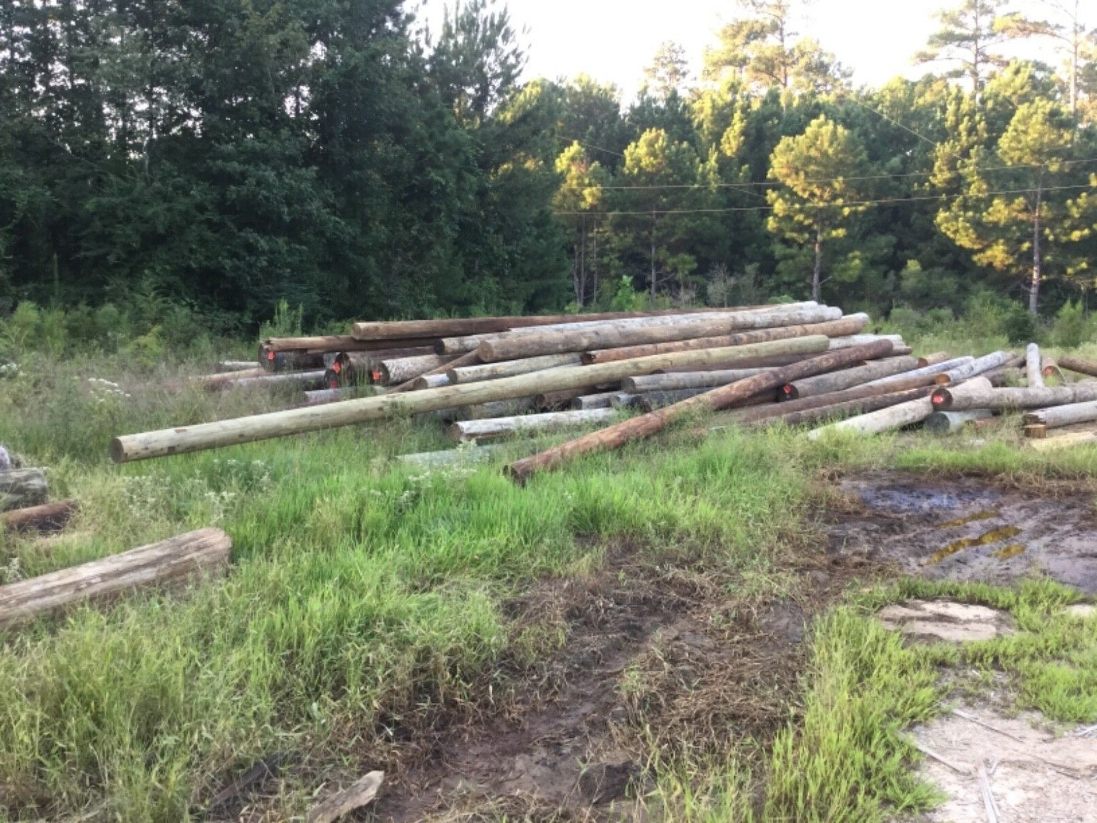 1each Treated Wood  Posts 8-12 Inch Diameter 40 Feet long