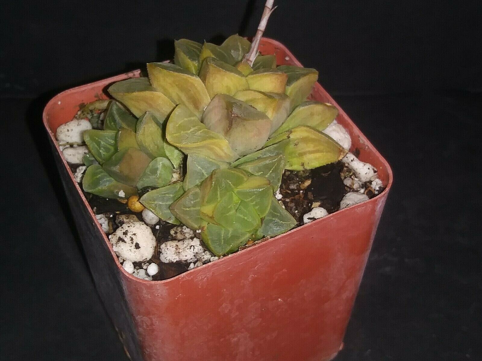 Haworthia retusa variegata exotic aloe gasteria succulent