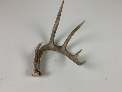 Deer Antler Drawer Handle Pull 2pc Set Rustic Lodge Cabin Decor