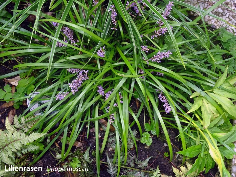 Lilienrasen, Traubenlilie (Liriope Muscari)