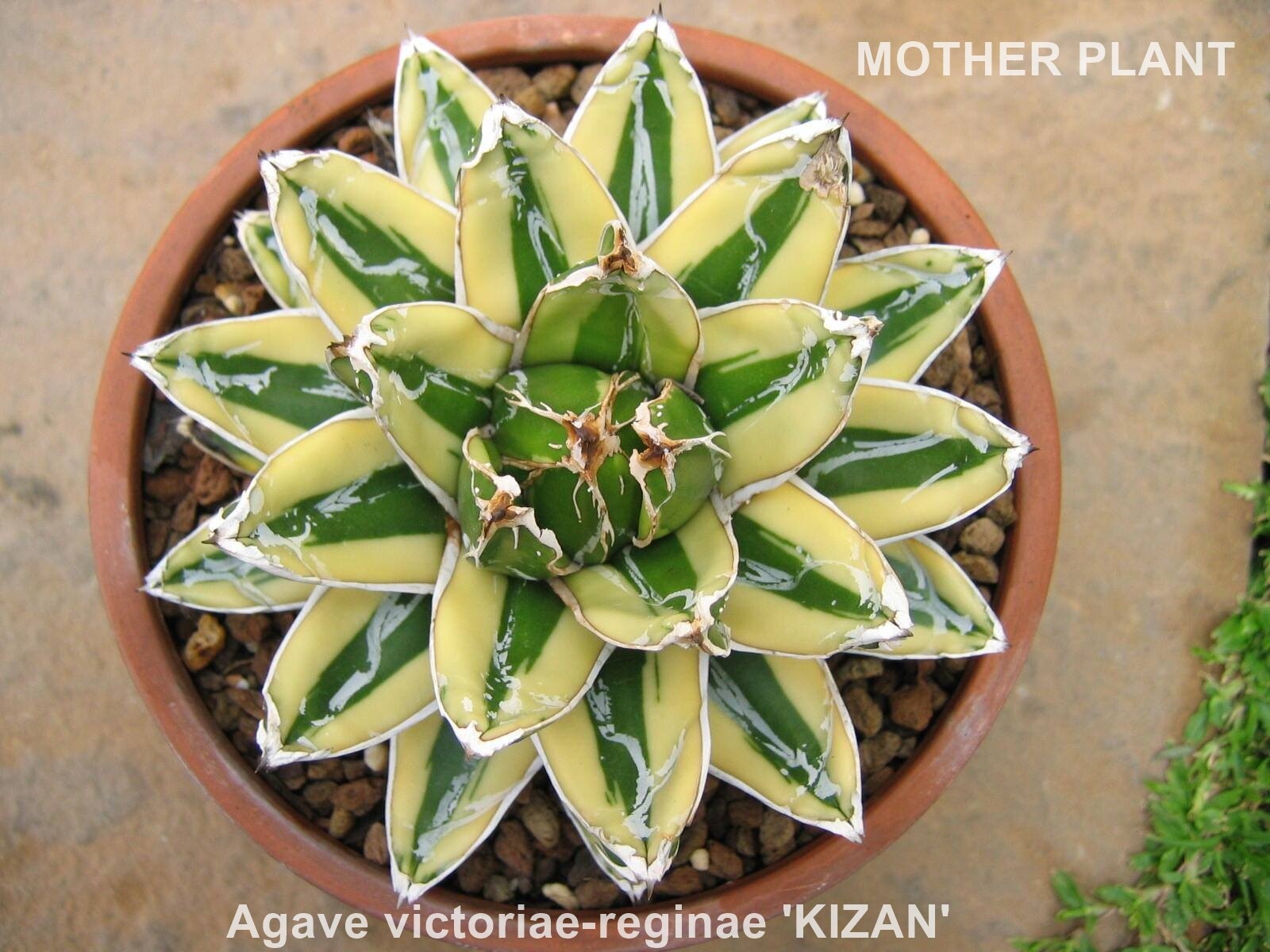 Agave victoriae-reginae 'Kizan' | eBay