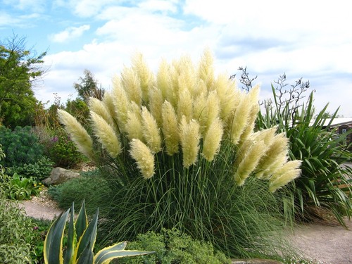 1 x Cortaderia selloana ‚Pumila‘ 1 Liter (Ziergras/Gräser/Stauden) Pampasgras