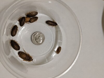 Dubia roaches Small Medium Large + over Count with LAG and Free shipping