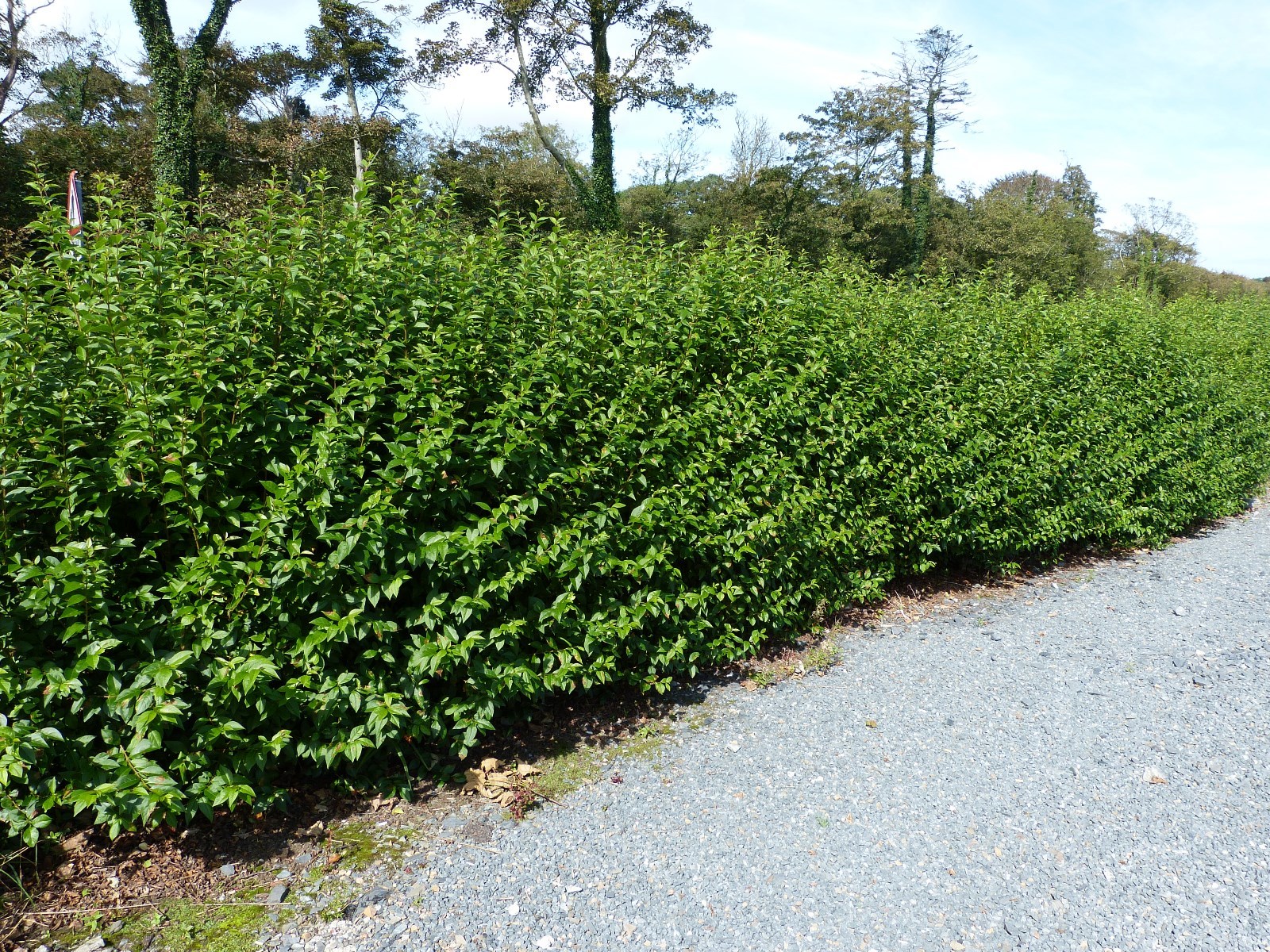 10 Green Privet Hedging Plants Ligustrum Hedge 4060cm