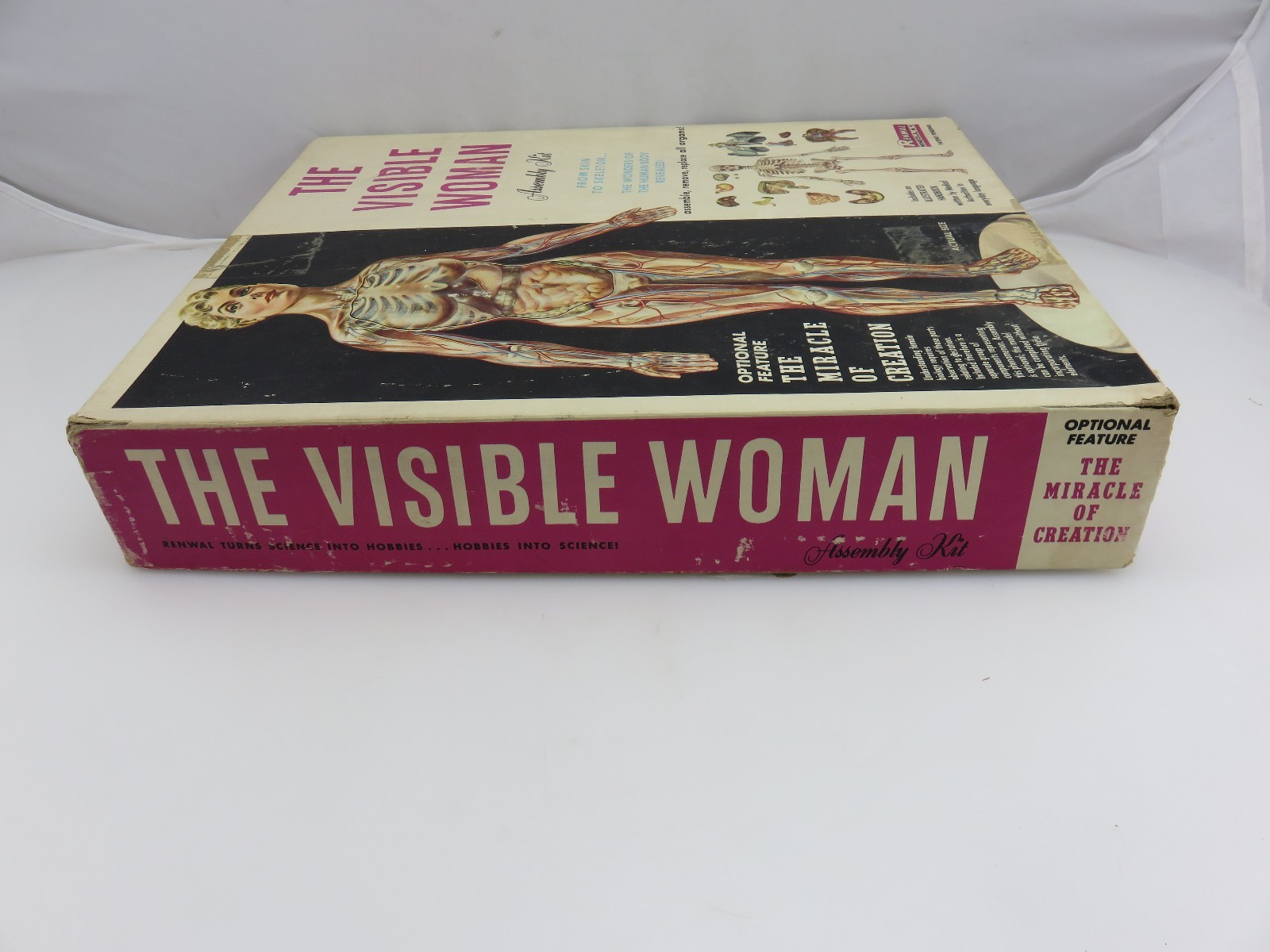 Renwal THE VISIBLE WOMAN Plastic Assembly Model Kit 804 STARTED Vintage