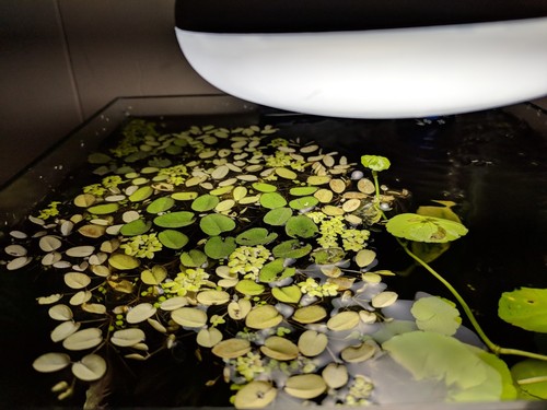 Water Spangle  Salvinia minima Duckweed mix Live Aquarium/Aquatic/Floating Plant