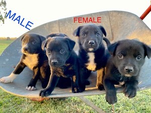 Kelpie Puppies Working Dogs Dogs Puppies Gumtree Australia Central Goldfields Dunolly 1275517098