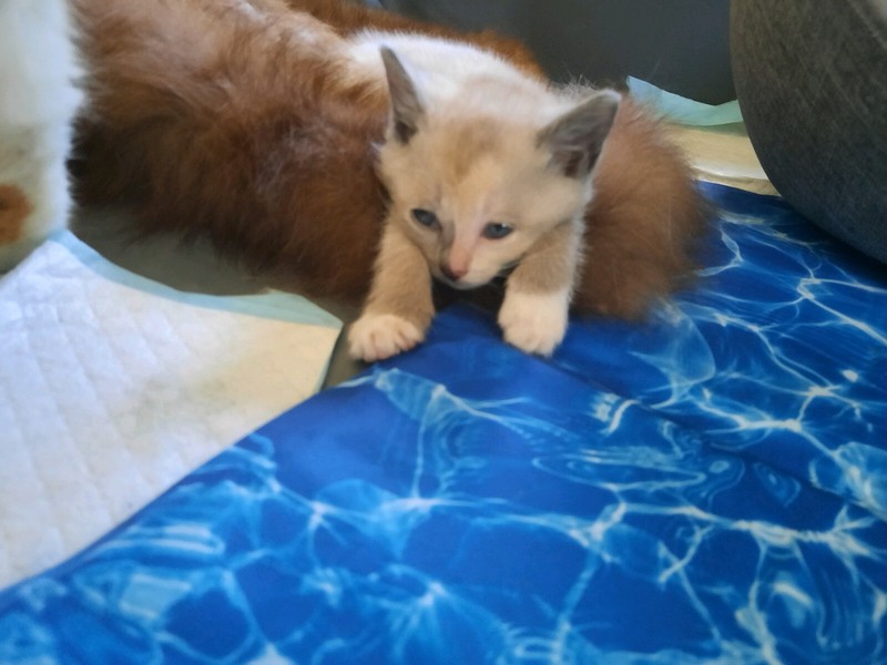 munchkin cat gumtree