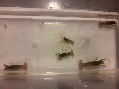 -3- Self Cloning (Females) Marbled Crayfish -Breeding Size-