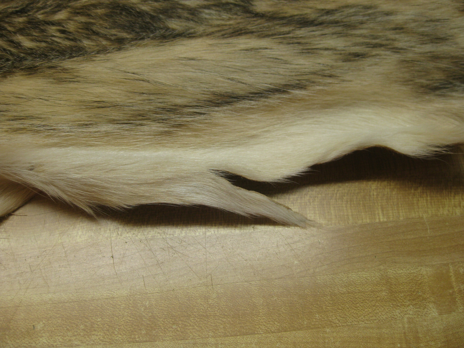 Tanned Badger Hide DAMAGED # 00007348