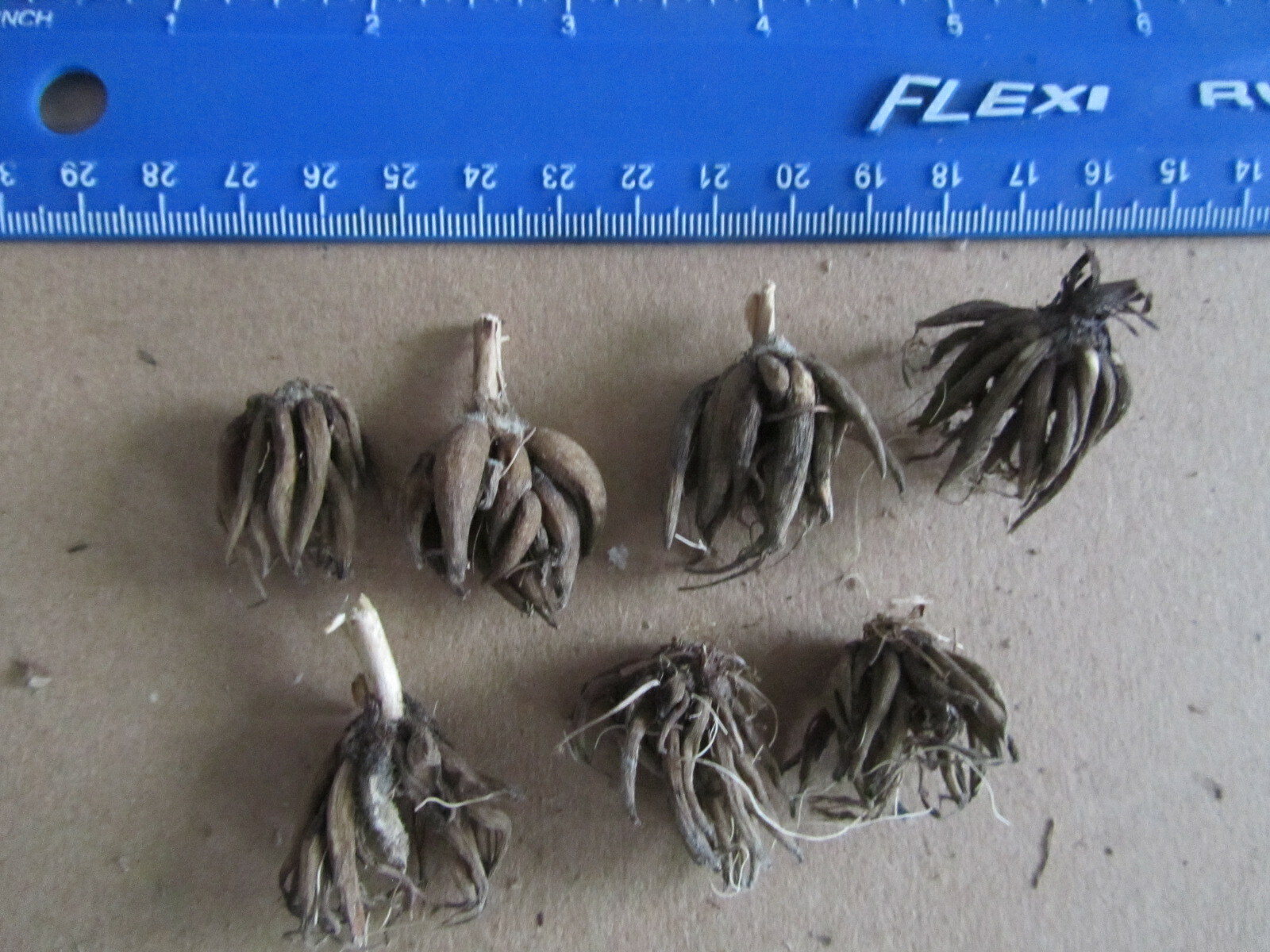 7 Ranunculus Tecolote flower bulbs  Mix Double