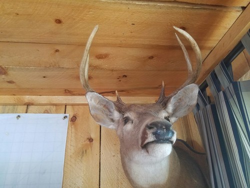 Super Nice 6 Point Whitetail Deer Buck Shoulder Mount Taxidermy 