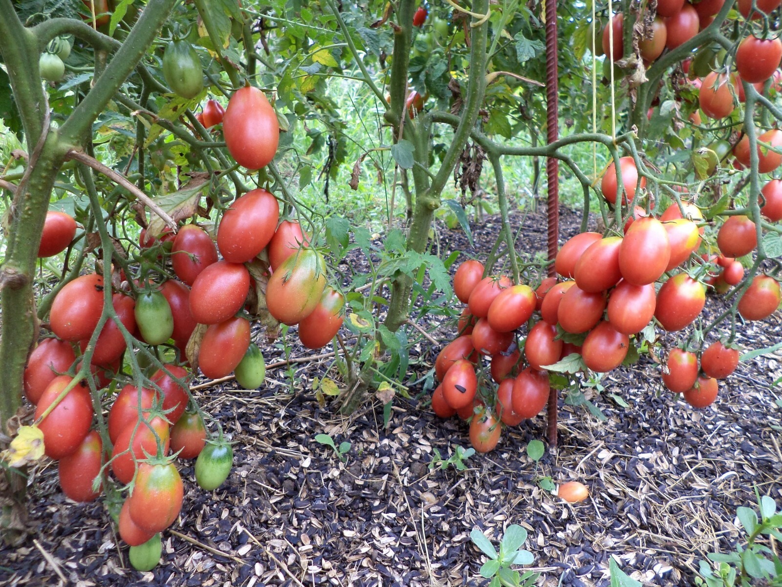 Tomato Chio-Chio-San, Tomato seёds,organic 0,2 g - #126 | eBay Tomato Chio-Chio-San, Tomato seёds,organic 0,2 g - #126 | eBay