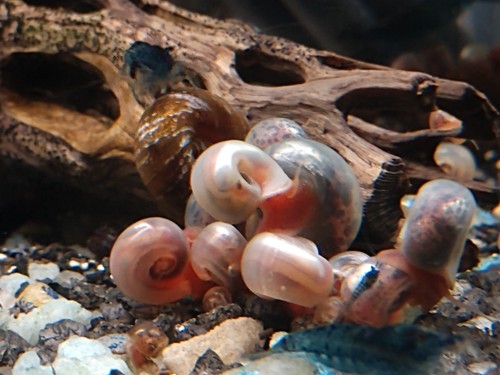 20 Pink ramshorn snail ??