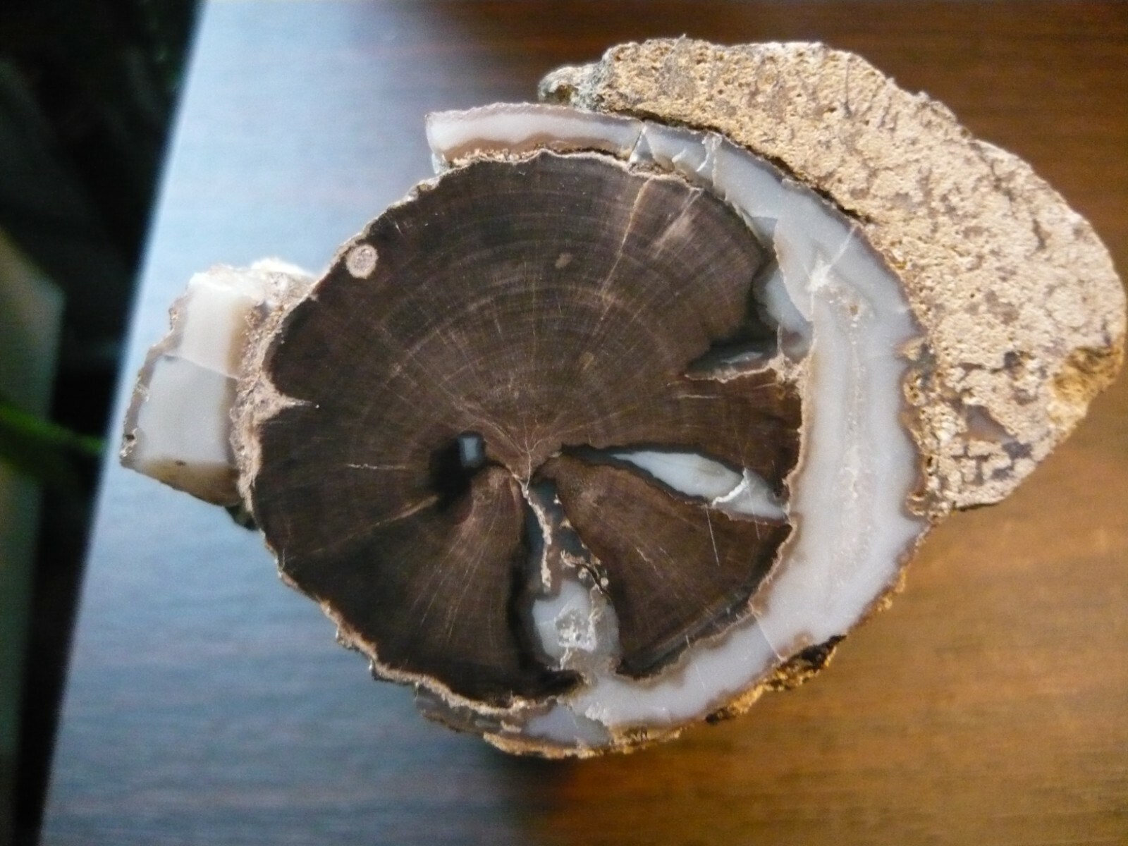 PETRIFIED WOOD LIMB CAST  BLUE FOREST EDEN VALLEY WYOMING