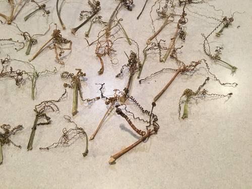 Lot Of 40+ Real Dried Pumpkin Tendrils Folk Art Primitive Crafting
