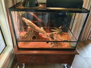 Reptile tank | Reptiles & Amphibians | Gumtree Australia Gold Coast