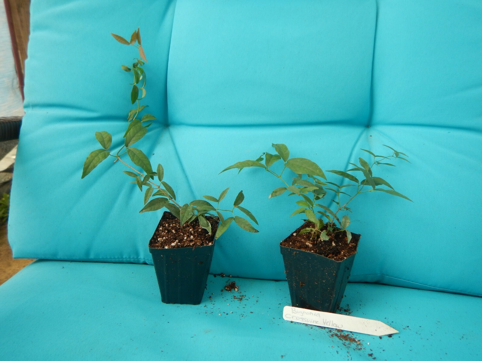 BIGNONIA "YELLOW" CROSSVINE*Rooted Starter Plant*USA SELLER*ATTRACTS BUTTERFLIES